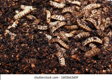 Black Soldier​ Fly Larvae In Feeding Plate With Organic Waste, Insect Farm