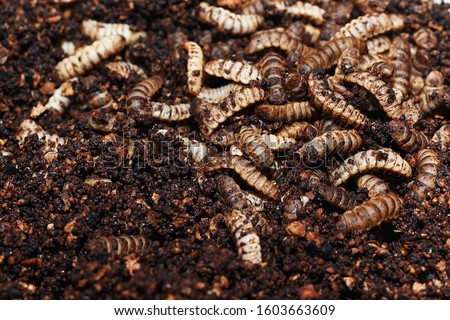 Black soldier​ fly larvae in feeding plate with organic waste, Insect farm