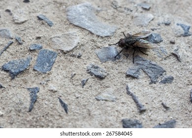 Black fly macro