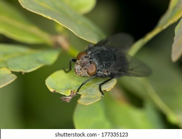  Black Fly On Leaf