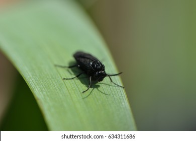 A Black Fly On A Leaf