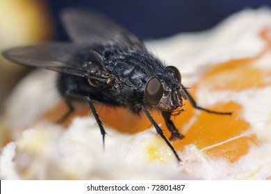 Black Fly On Orange