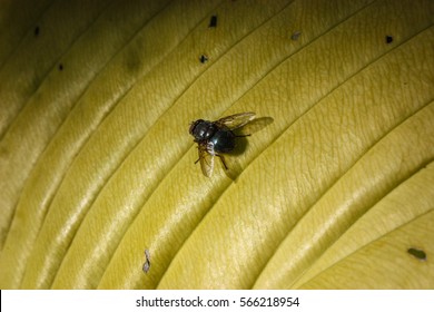 Black Fly On A Yellow Leaf