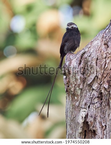 Similar – Vogelbeobachtung Natur