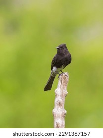 Black Flycatcher (Black Phoebe) perched on a coffee stump, waiting for flyes