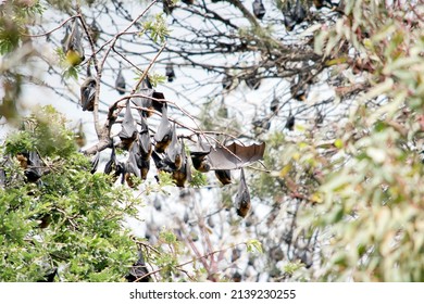 The Black Flying Fox Or Black Fruit Bat Has Black Wings And Brown Fur