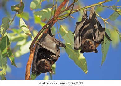 Black flying-foxes (Pteropus alecto) hanging in a tree, Kakadu National Park, Northern territory, Australia