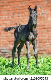  Black Foal Posing Against Stable Wall