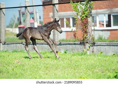  Black Foal Running Speedly At Farm 