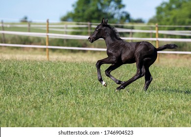 24,322 Black foal Images, Stock Photos & Vectors | Shutterstock