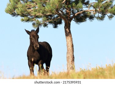 Black Foal Standing Under Pine Tree