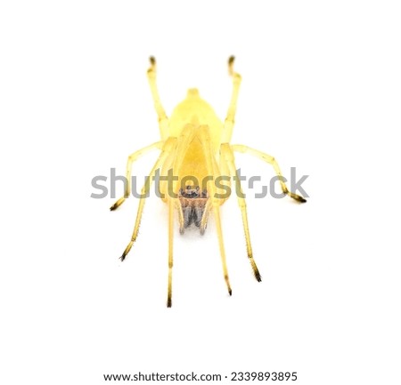 black footed or the American yellow Agrarian sac spider - Cheiracanthium inclusum - an aggressive but harmless house or home arachnid isolated on white background front face view
