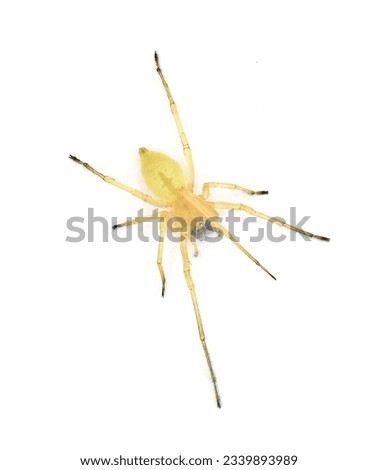 black footed or the American yellow Agrarian sac spider - Cheiracanthium inclusum - an aggressive but harmless house or home arachnid isolated on white background dorsal top view