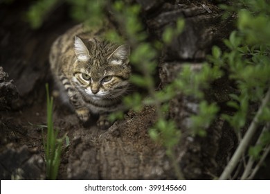 A Black Footed Cat Hunting