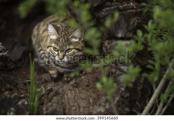 A black footed cat\
hunting