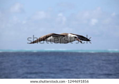 Black footed and Laysan albatross at Midway Atoll in the Papahanaumokuakea Marine National Monument, Hawaii.