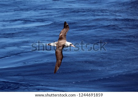 Black footed and Laysan albatross at Midway Atoll in the Papahanaumokuakea Marine National Monument, Hawaii.