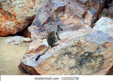 Black Footed Rock Wallaby