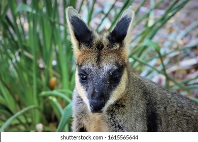 Black Footed Rock Wallaby Looking