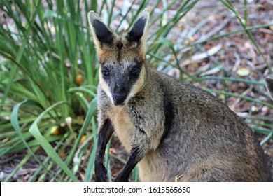 Black Footed Rock Wallaby Looking