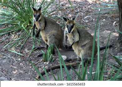 Black Footed Rock Wallaby Looking