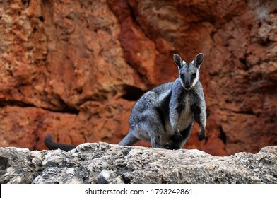 A Black Footed Rock Wallaby Looks On From A Rocky Ledge