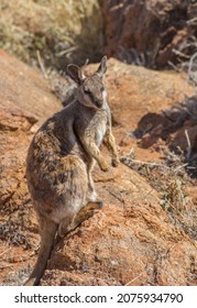 Black Footed Rock Wallaby Posing On Rock