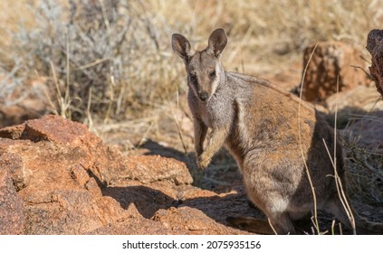 Black Footed Rock Wallaby Standing On Rock