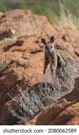 Black Footed Rock Wallaby Standing Behind A Rock