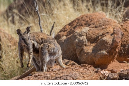 Black Footed Rock Wallaby Standing On Rock