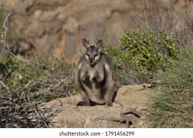 Black Footed Rock Wallaby In The Wild