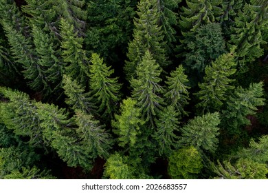 Black Forest aerial treetop view from a suspension bridge in Bad Wildbad Germany on a summer evening. European silver fir trees (Abies alba). Wide angle perspective.