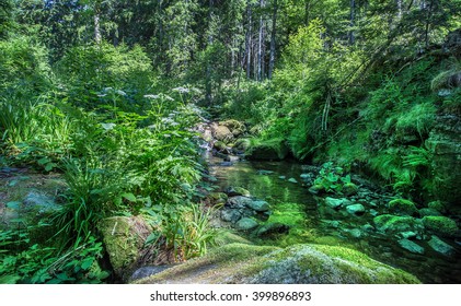 Black Forest In Germany