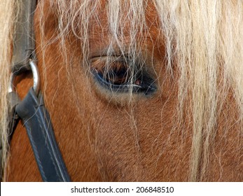 Black Forest Horse