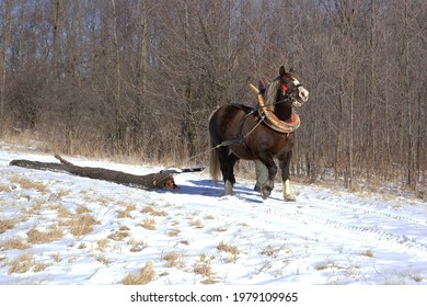 Black Forest Horse Pulling A Log