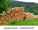 Black Forest, Baden-Württemberg, Upper Black Forest, Dold Holzwerke GmbH, Buchenbach, logs, warehouse