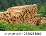 Black Forest, Baden-Württemberg, Upper Black Forest, Dold Holzwerke GmbH, Buchenbach, logs, warehouse