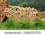 Black Forest, Baden-Württemberg, Upper Black Forest, Dold Holzwerke GmbH, Buchenbach, logs, warehouse