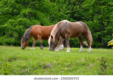 Black Forest, Baden-Württemberg, Upper Black Forest, two Black Forest cold-blooded horses in the pasture