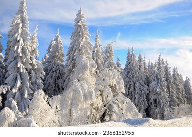 Black Forest, Black Forest in winter, spruce forest, Black Forest High Road, snowy landscape, at Schliffkopf, spruce trees with snow, snow-covered fir trees - Powered by Shutterstock