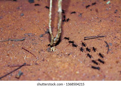Black Formicinae ants are moving on the sand.