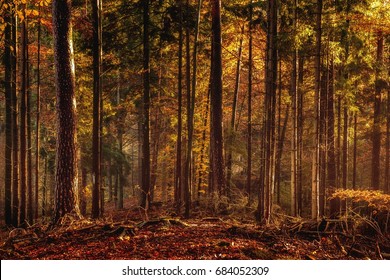 Schwarzer Wald in Deutschland. Orange-Abend-Sonne scheint durch den goldenen, nebligen Wald Woods. Magische Herbstwälder. Farbige Herbstleaven. Romantischer Hintergrund. Sonnenstrahlen vor Sonnenuntergang. Landschaftsformat
