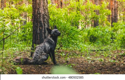 Black fox in forest