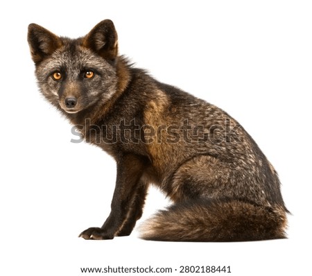 Black Fox Sitting with Solid Dark Fur and Bushy Tail, Rare Fox Color Morph