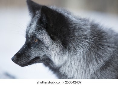 Black fox in snow season
