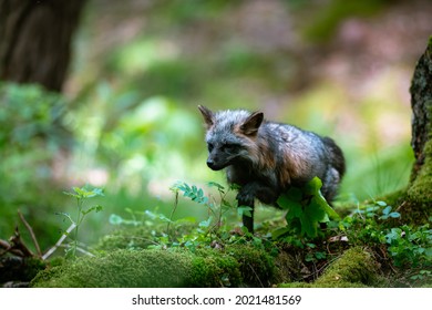 Black fox (Vulpes vulpes) walking in the woods in the grass and looking for food. Hunting and lurking for prey.