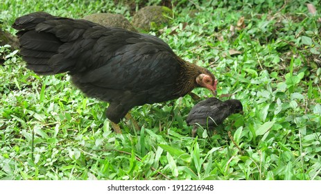 Anak Ayam Kampung Images Stock Photos Vectors Shutterstock