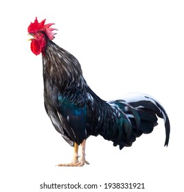 Black free range male rooster crowing in the morning isolated on white background with clipping path