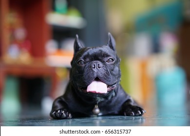 Black French Bulldog With Blur Background