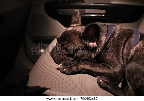 A black French Bulldog in the car\
while being illuminated/French Bulldog in the\
car
